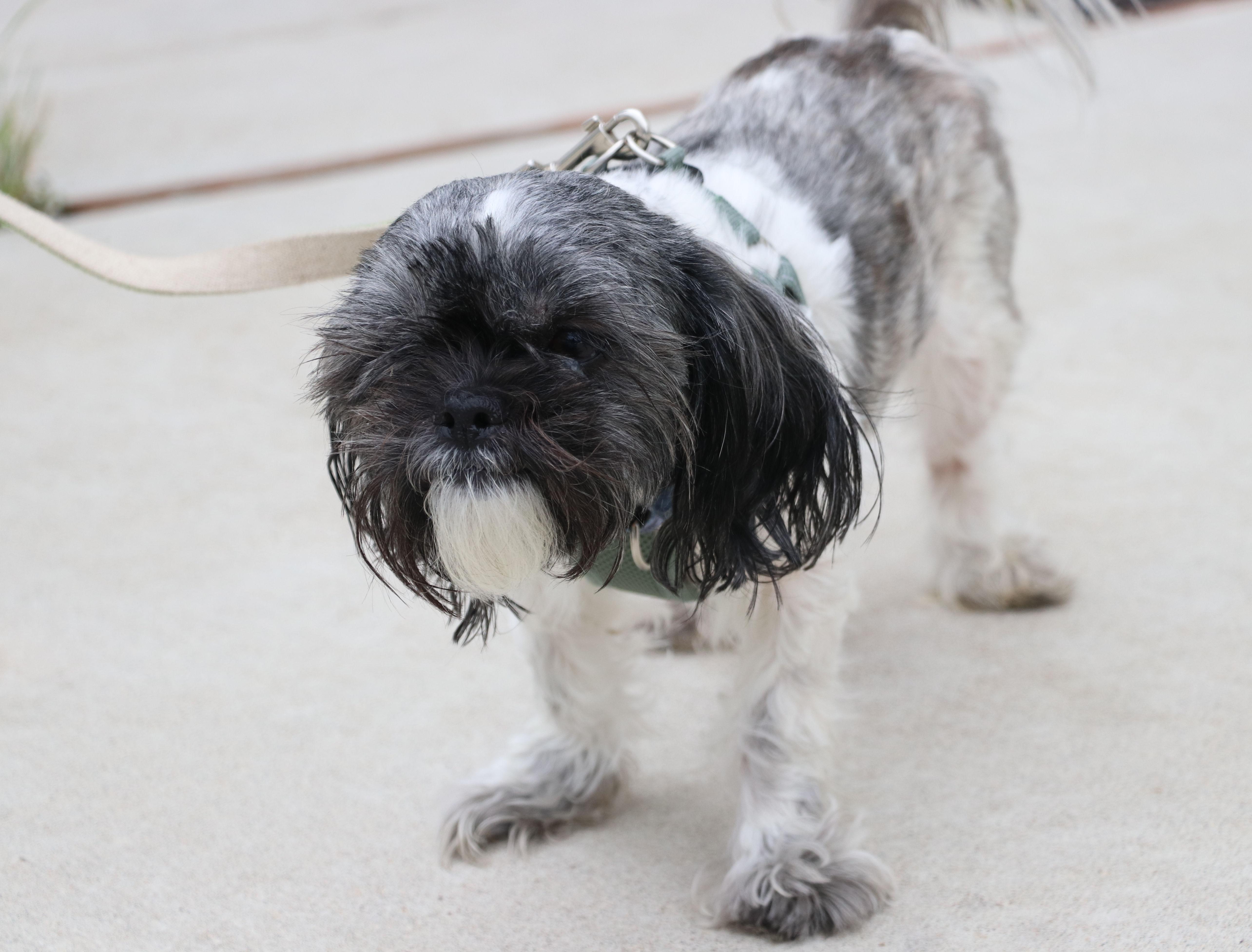 An adult small-sized male Gray / Blue / Silver Shih Tzu dog named Rocky Roo for adoption in Pflugerville, TX