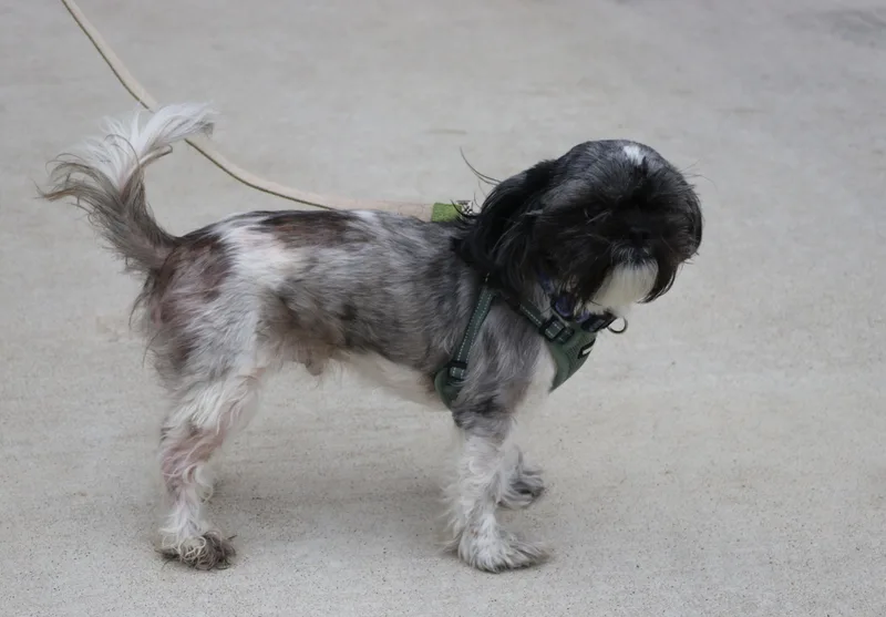 Rocky Roo thumbnail 3