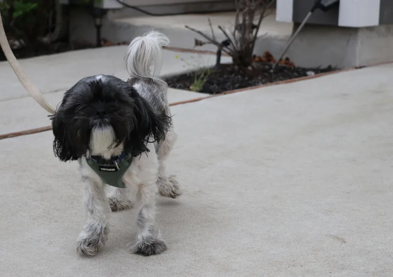 Rocky Roo thumbnail 6