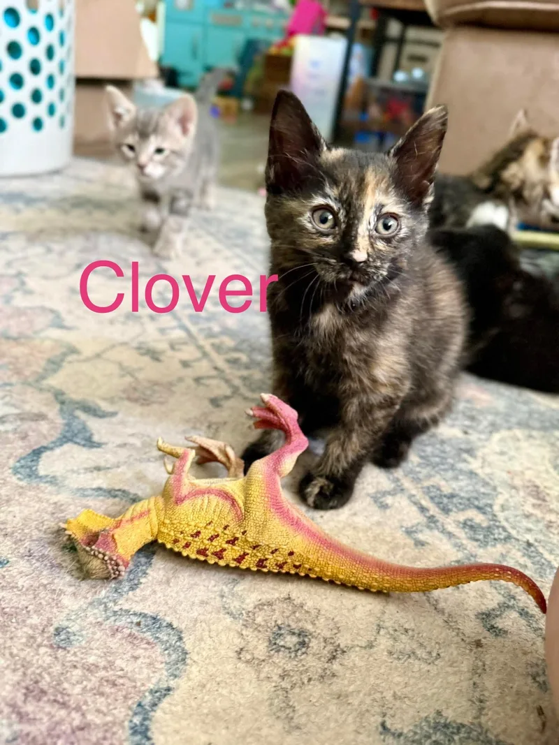 Clover