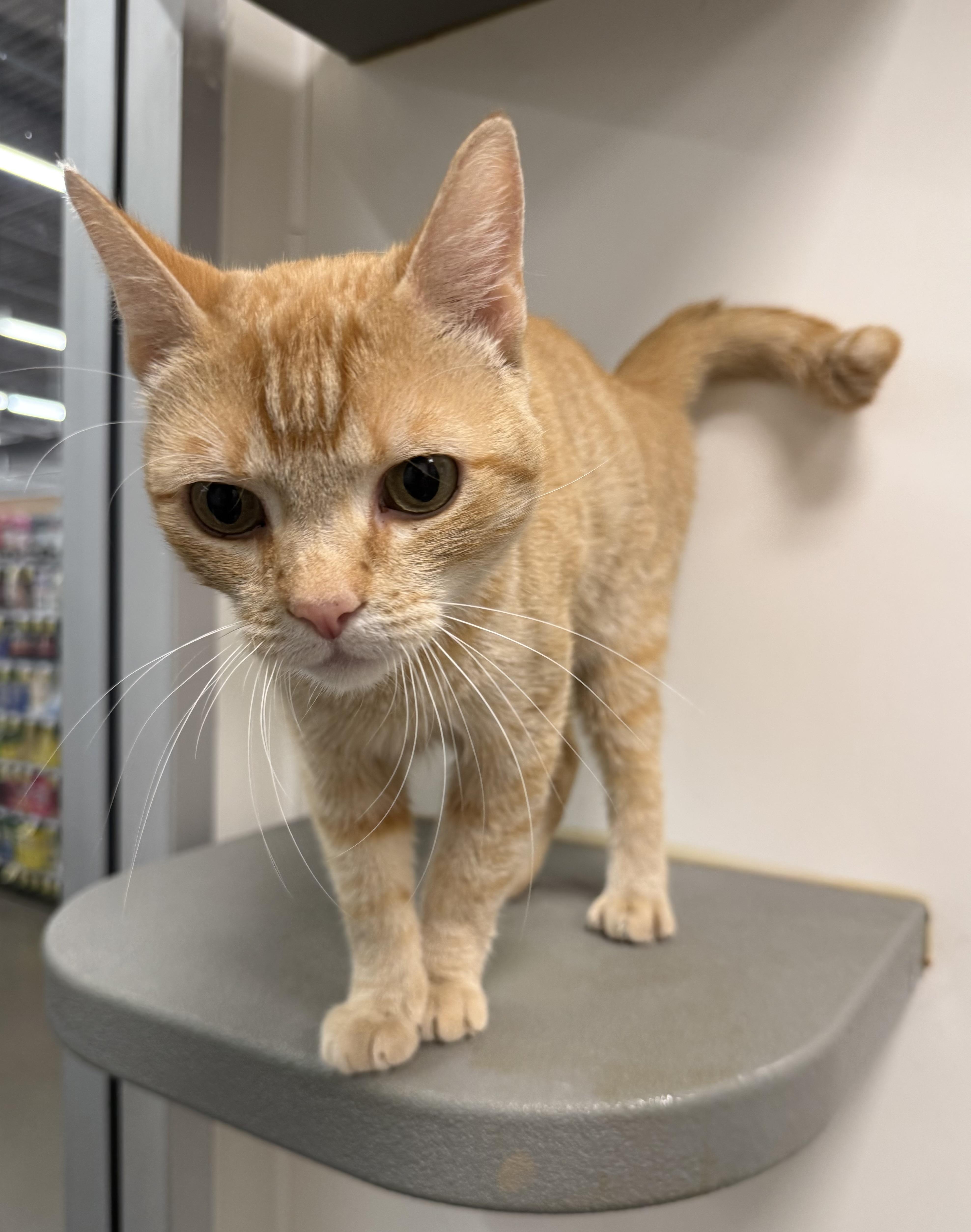 A young medium-sized male Orange / Red Domestic Short Hair cat named ObiWan Kenobi INDOOR ONLY for adoption in Stockton, CA