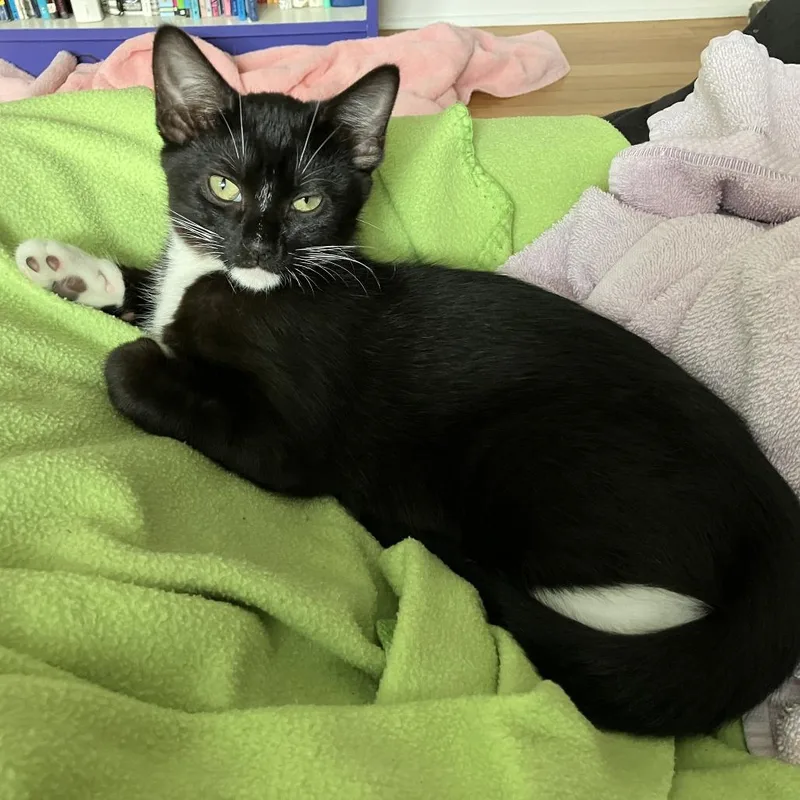 A baby small-sized female Domestic Short Hair cat named Klaus Baudelaire for adoption in Chicago, IL