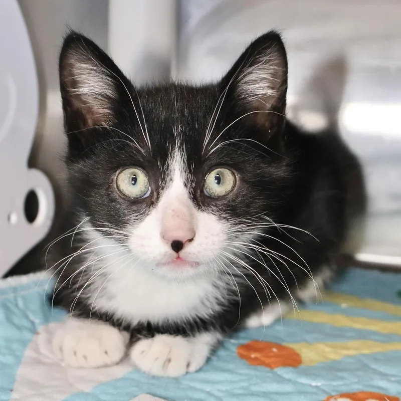 A baby small-sized male Black Domestic Short Hair cat named Moose for adoption in Briarcliff Manor, NY