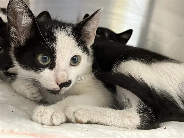 A baby small-sized male Domestic Short Hair cat named Fennessey for adoption in Tustin, CA
