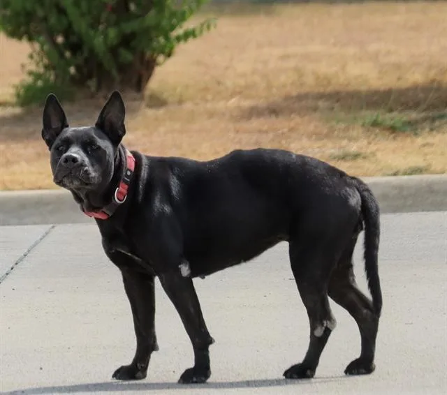 An adult medium-sized female Pit Bull Terrier dog named Kiki for adoption in Dallas, TX
