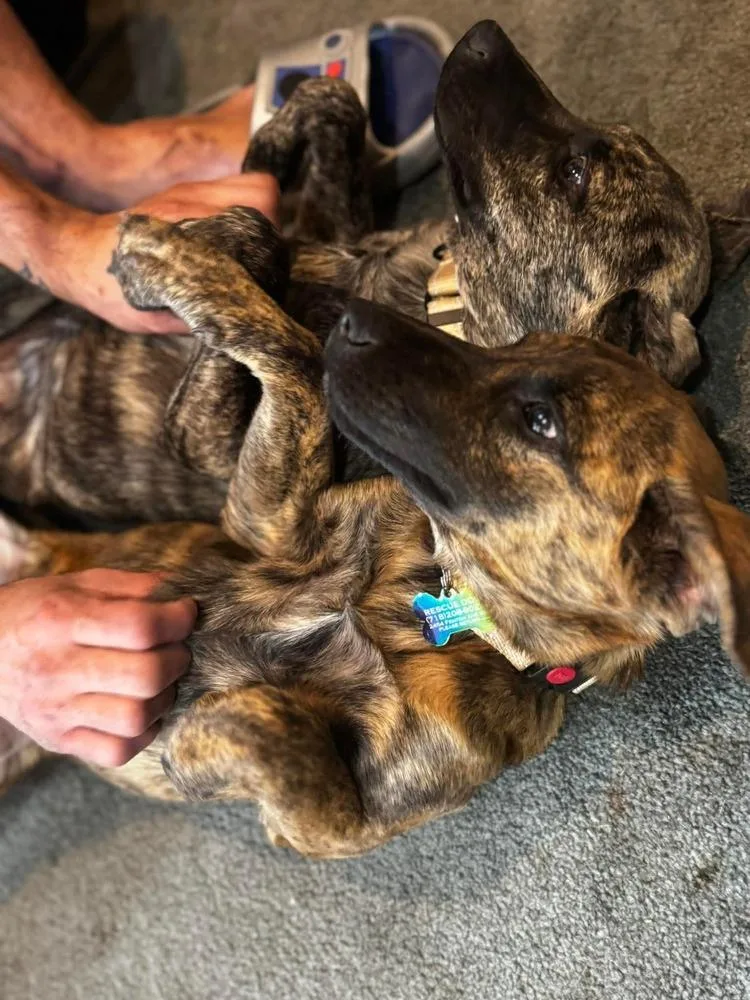 A baby medium-sized female Brindle Retriever dog named Sandy for adoption in Valley Stream, NY