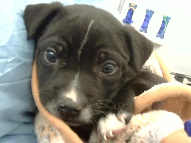 A young medium-sized male Mixed Breed dog named Milo for adoption in Dallas, TX