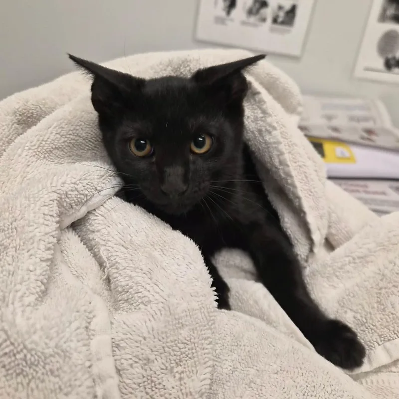 A baby small-sized male Black Domestic Short Hair cat named Nike Air for adoption in Jacksonville, FL