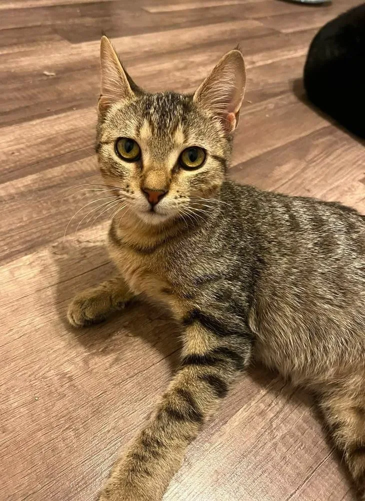 A baby medium-sized male Tabby (Brown / Chocolate) Domestic Short Hair cat named Jacks for adoption in Bossier City, LA