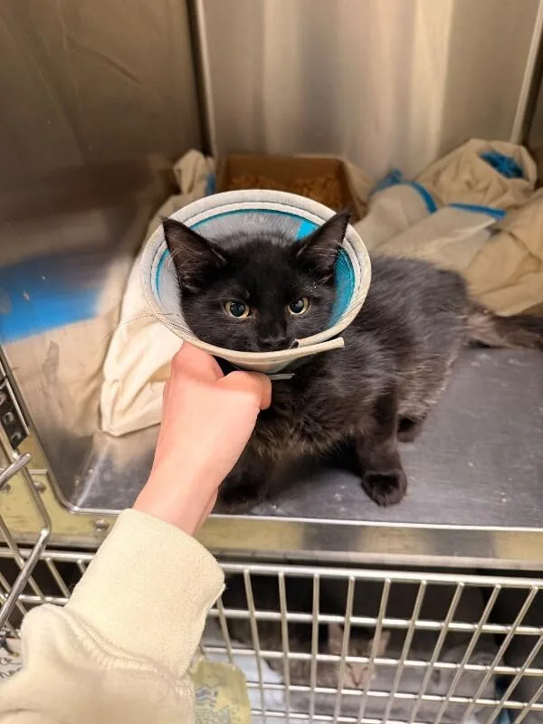 An adult medium-sized female Black Domestic Short Hair cat named Ashe for adoption in Cincinnati, OH