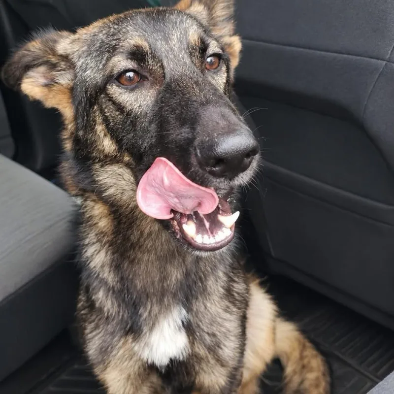 A young medium-sized female German Shepherd Dog dog named Sadie for adoption in Eufaula, AL