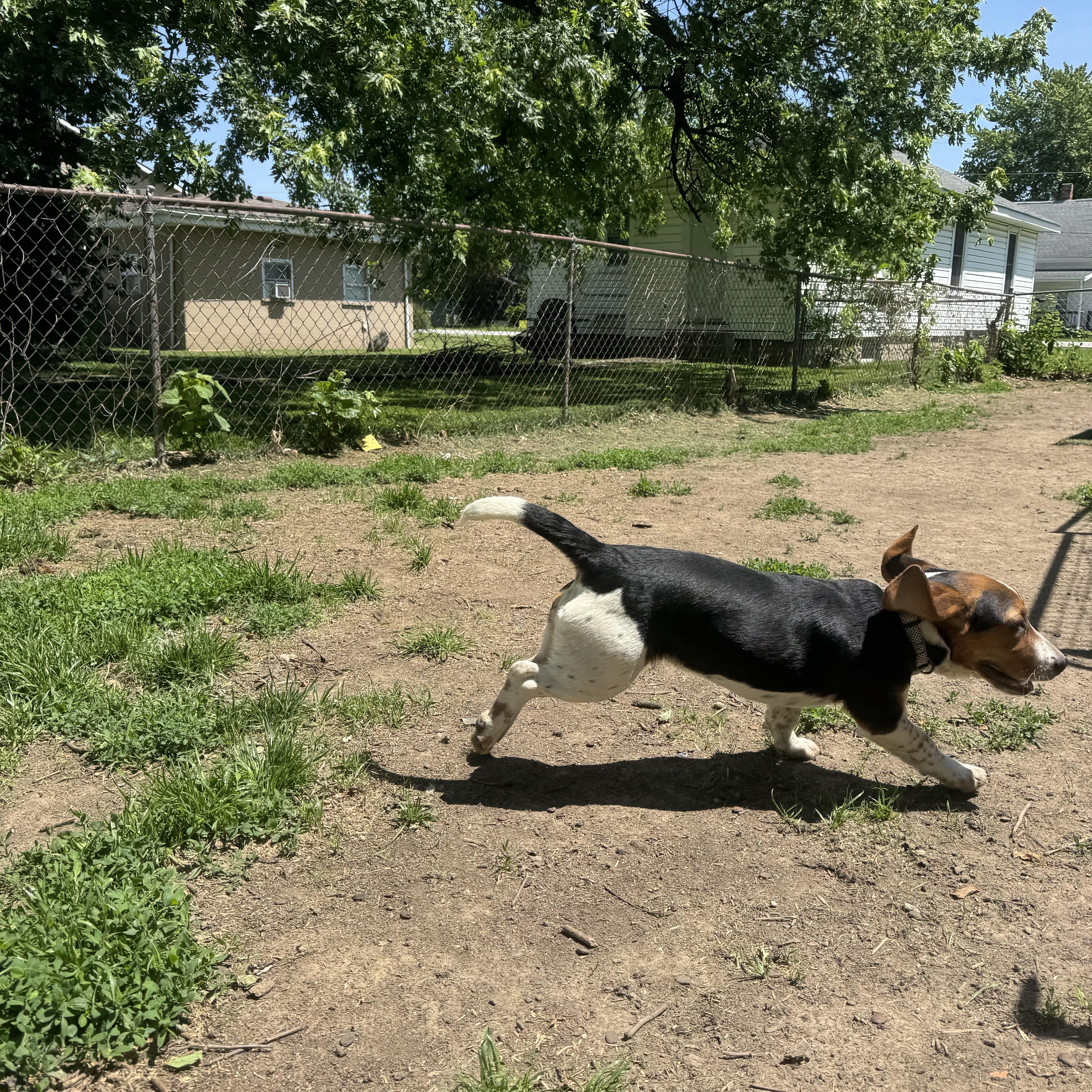A young medium-sized male Tricolor (Brown, Black, & White) Beagle dog named Wallace Sweet Happy Boy for adoption in RUSSIAVILLE, IN