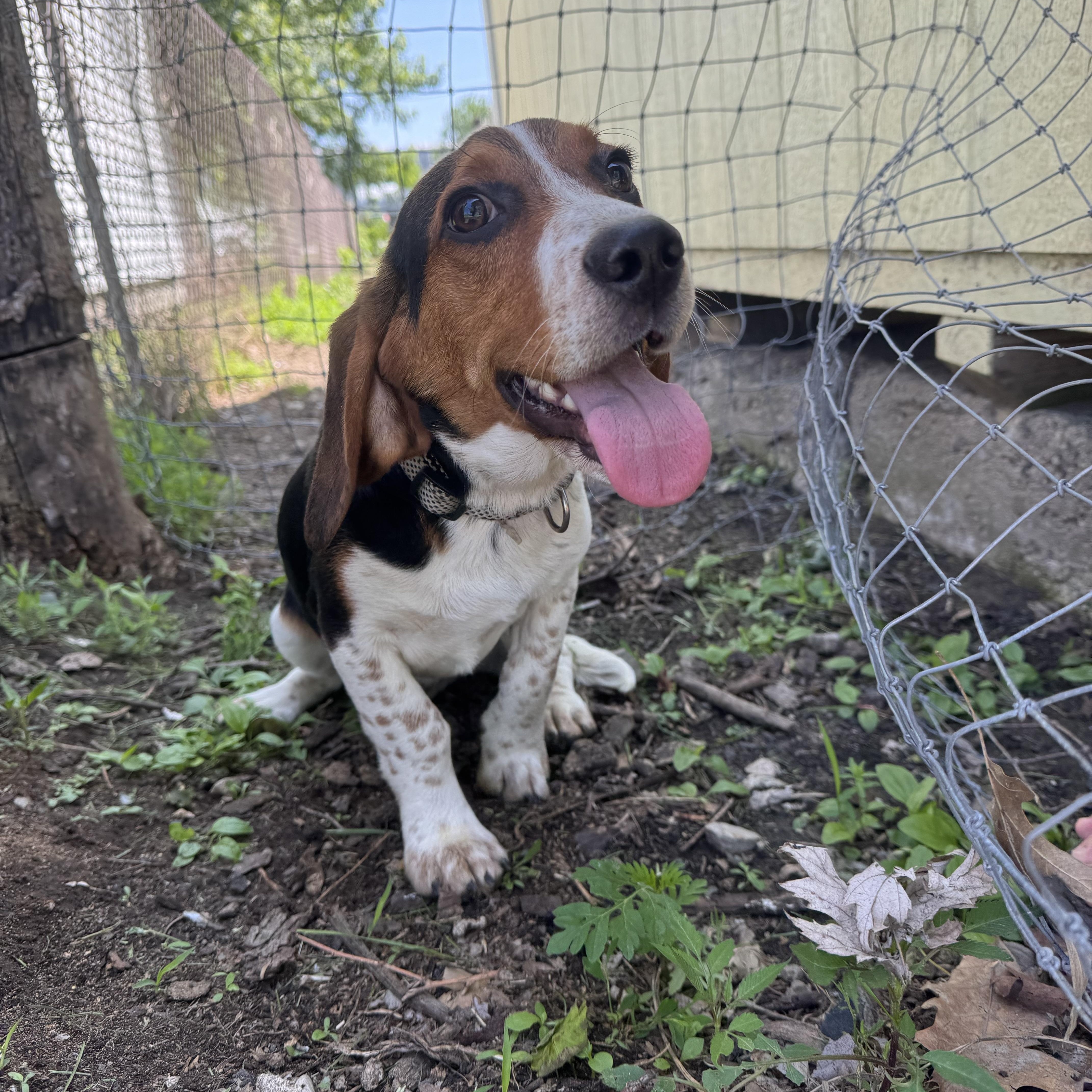 Wallace Sweet Happy Boy thumbnail 3
