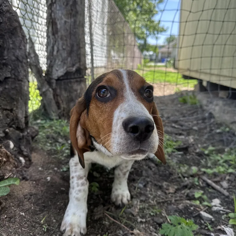 Wallace Sweet Happy Boy thumbnail 4