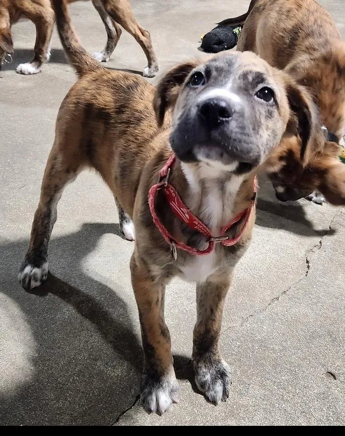 A baby medium-sized male Mixed Breed dog named Cooper for adoption in Papillion, NE