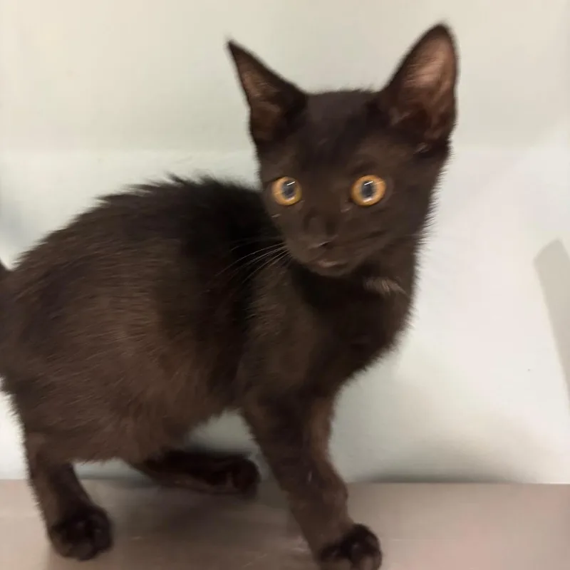 A baby small-sized male Black Domestic Short Hair cat named West for adoption in Chattanooga, TN