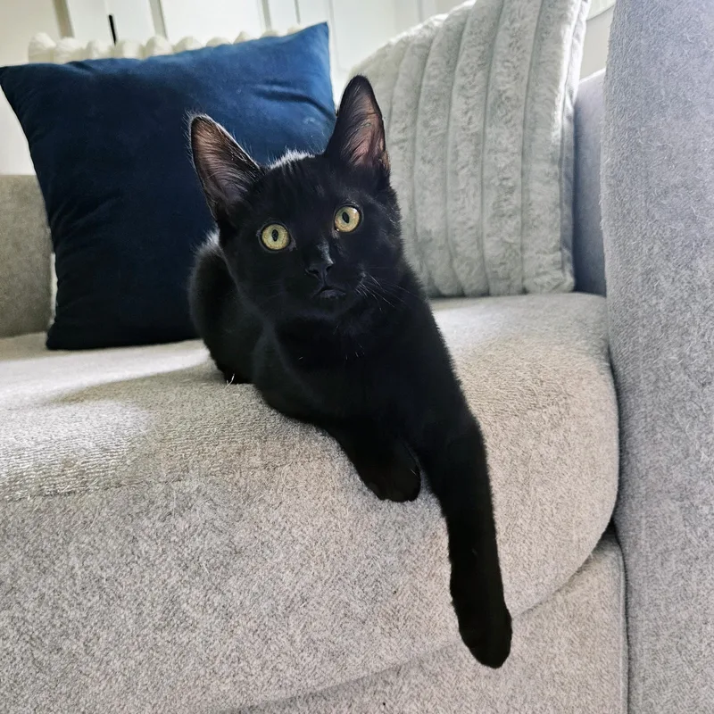 A baby medium-sized male Black Domestic Short Hair cat named Rygun for adoption in Apex, NC