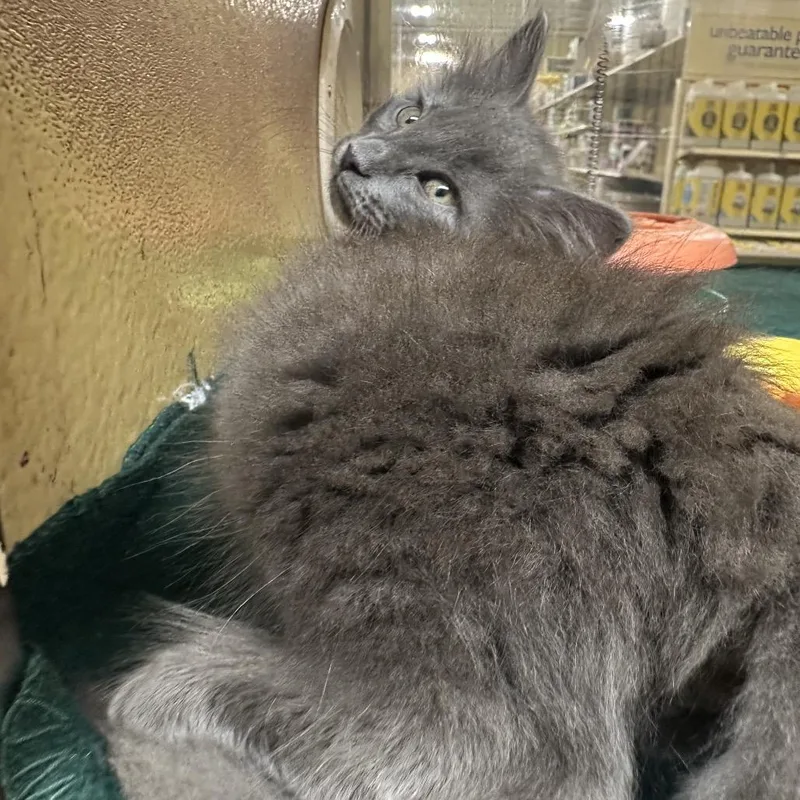 A baby small-sized male Gray / Blue / Silver Domestic Short Hair cat named Garlic Parmesan for adoption in Kyle, TX