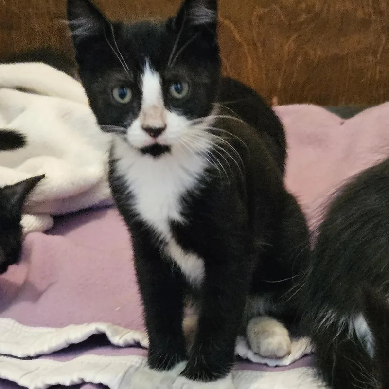 A baby small-sized female Black Domestic Short Hair cat named Julian for adoption in Baker City, OR