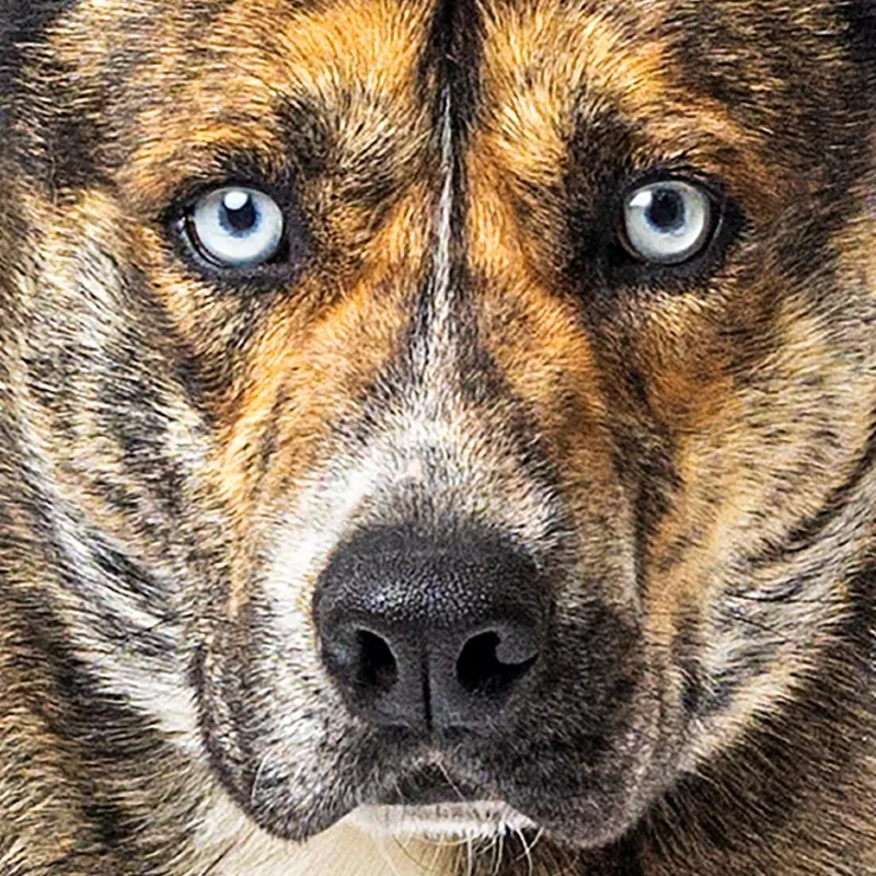 An adult medium-sized male Brindle Dutch Shepherd dog named Klarc for adoption in Reno, NV