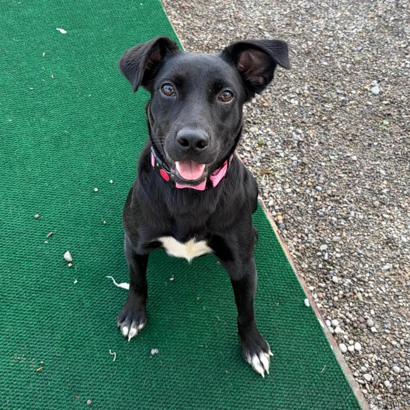A young medium-sized female Black Labrador Retriever dog named Rhea for adoption in Binghamton, NY