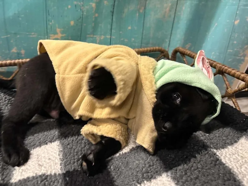 A baby large-sized male Mixed Breed dog named Rollo for adoption in Dorr, MI