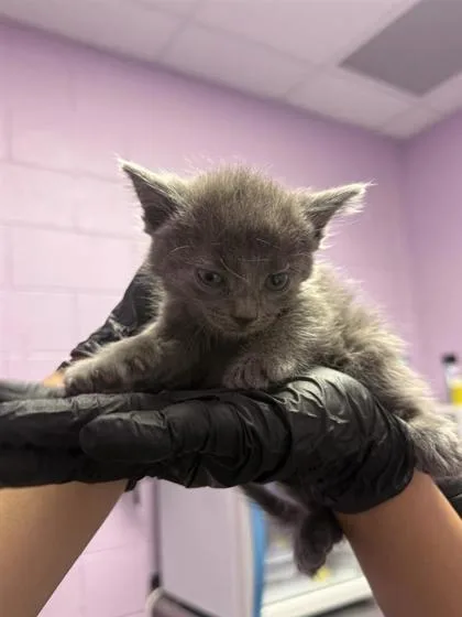 A baby small-sized male Gray / Blue / Silver Domestic Medium Hair cat named 61046985 for adoption in El Paso, TX
