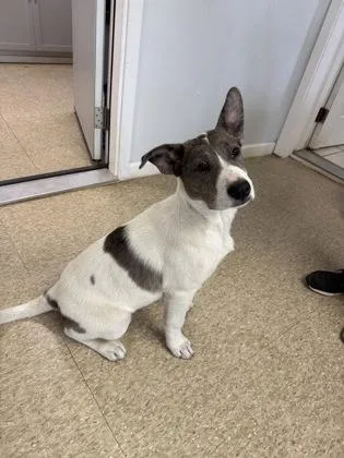 An adult large-sized female Mixed Breed dog named Wanda for adoption in St. Anne, IL