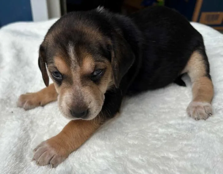 A baby large-sized female Brown / Chocolate Hound dog named Rose Derby for adoption in Waunakee, WI