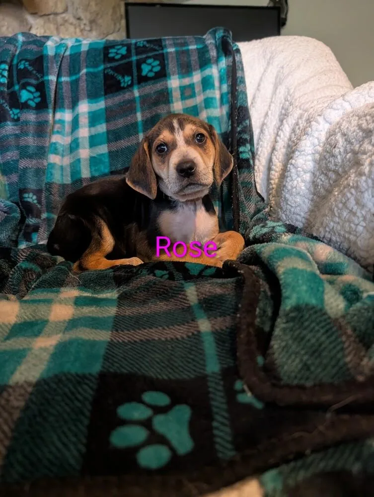 Rose Derby thumbnail 2