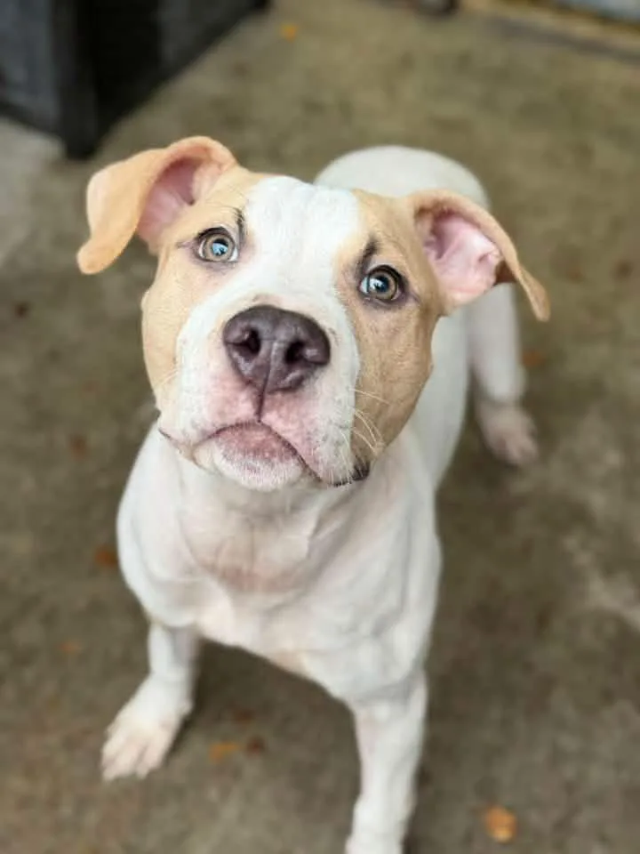 A young medium-sized male White / Cream Pit Bull Terrier dog named Mayonnaise for adoption in Chicago, IL