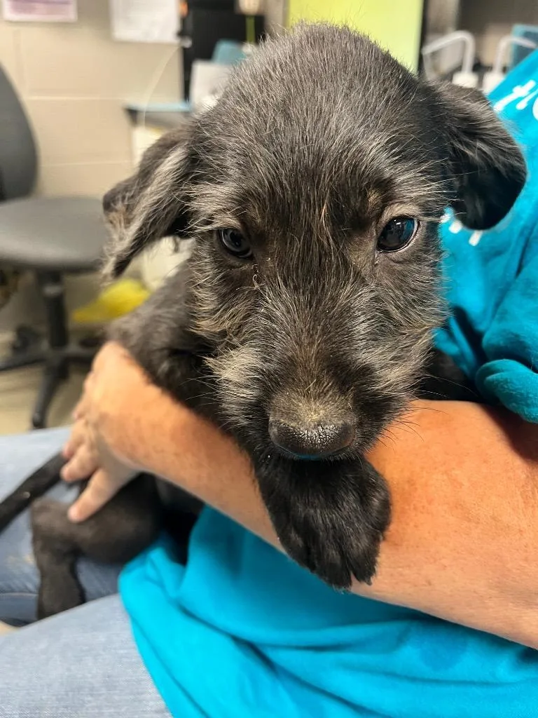 A baby small-sized male Labrador Retriever dog named Finn for adoption in Hopkinsville, KY