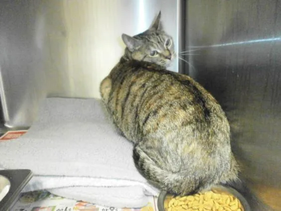 An adult medium-sized female Domestic Short Hair cat named Lucille for adoption in Chatsworth, CA