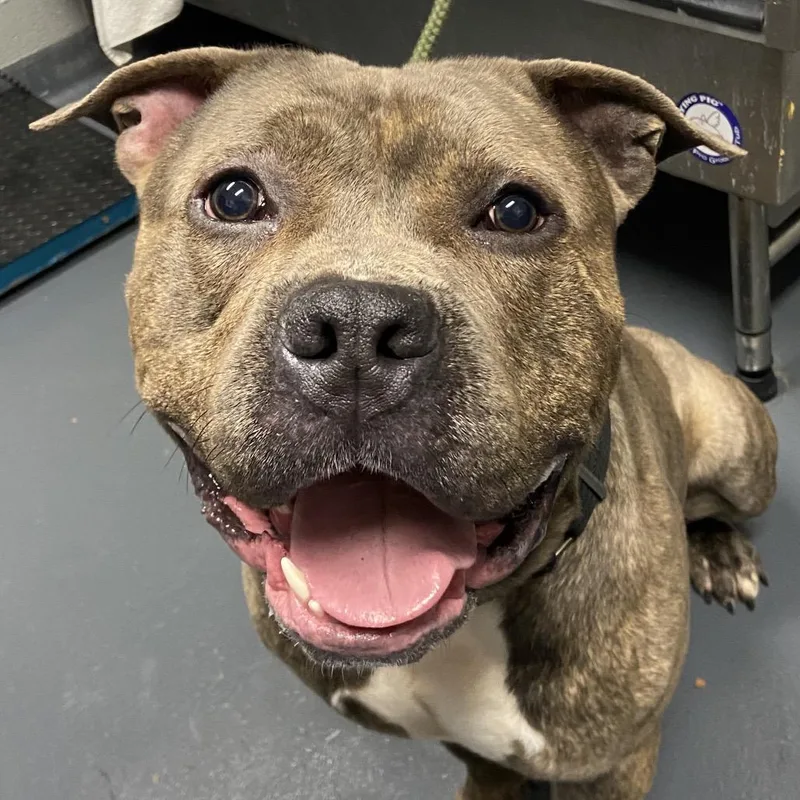 Little Bear thumbnail 2