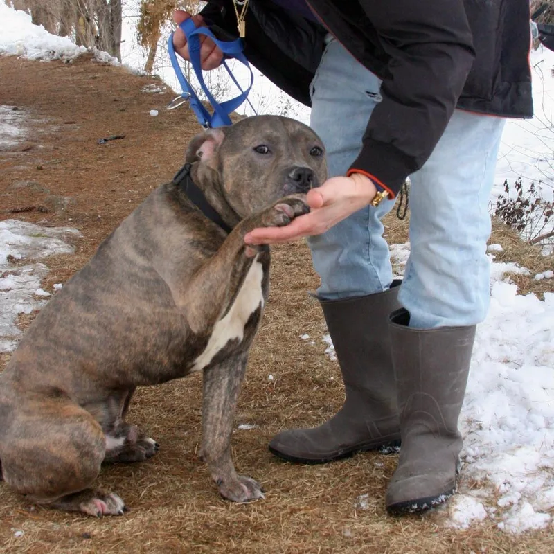 Little Bear thumbnail 4