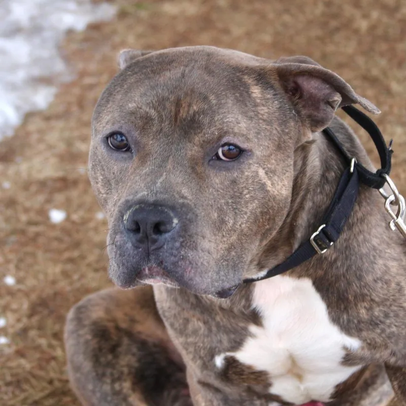 Little Bear thumbnail 5