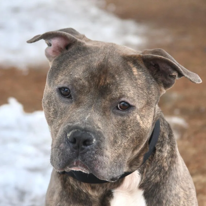 Little Bear thumbnail 6