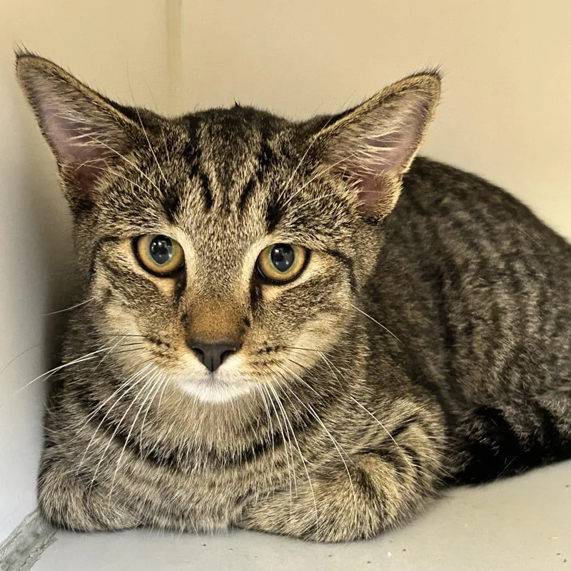 A young medium-sized male Domestic Short Hair cat named Tom for adoption in Newport, NC
