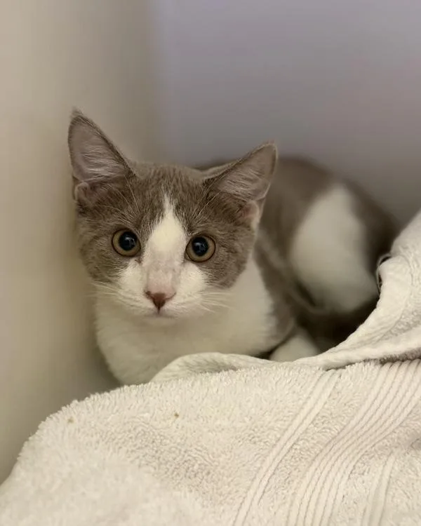 A baby small-sized female Domestic Short Hair cat named Red for adoption in Canton, GA