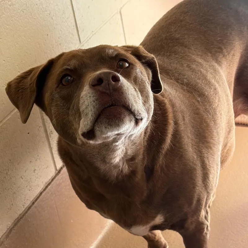 A senior medium-sized female Brown / Chocolate Chocolate Labrador Retriever dog named Luna Moon for adoption in Reno, NV