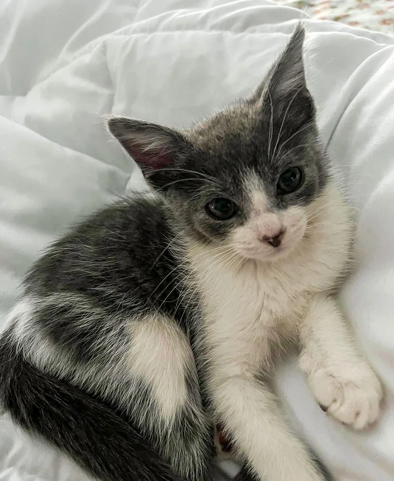 A baby medium-sized male Domestic Short Hair cat named Master Splinter for adoption in Columbia, SC
