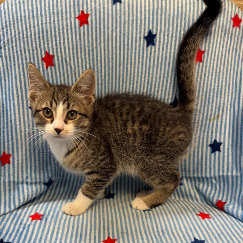A baby small-sized male Brown / Chocolate Domestic Short Hair cat named Spurs for adoption in Kittanning, PA