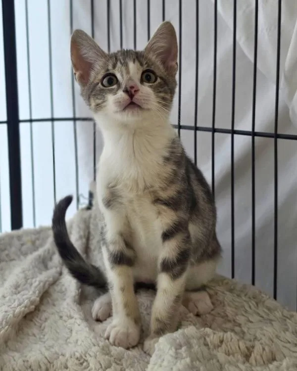 A baby small-sized male Domestic Short Hair cat named Maxwell for adoption in Novato, CA