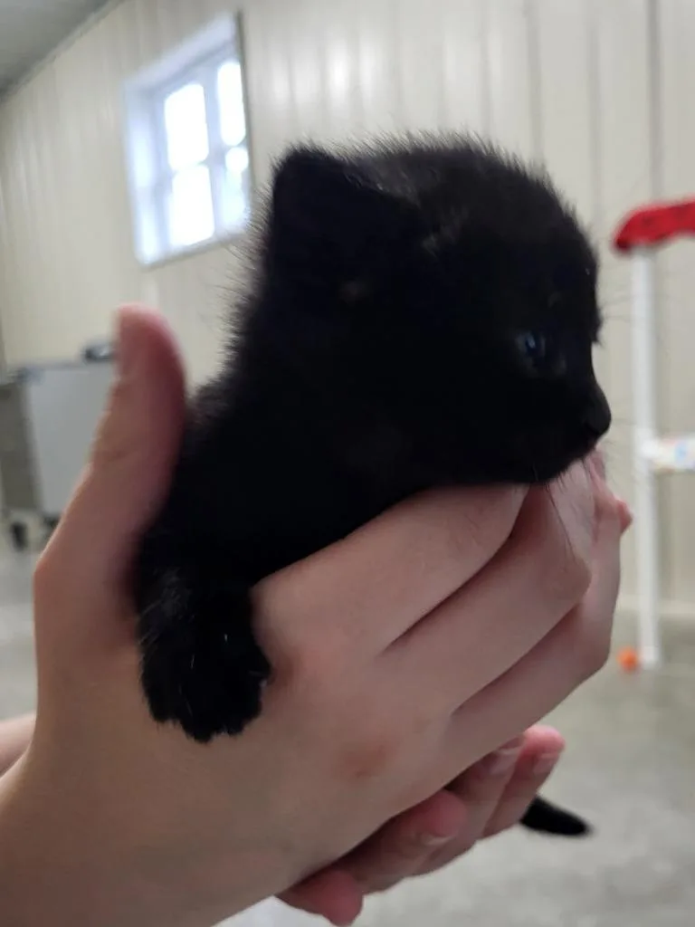 A baby medium-sized female Domestic Short Hair cat named Stormy for adoption in Medford, WI