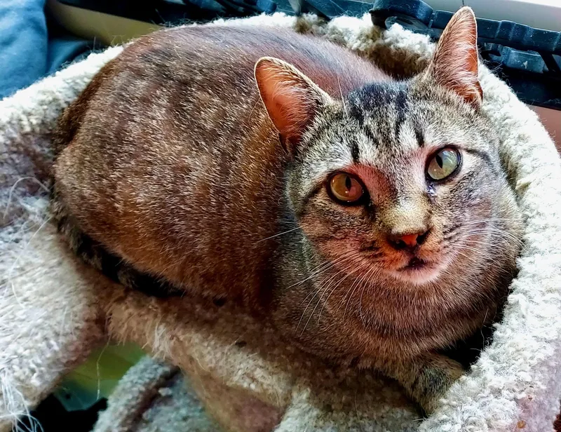 A young medium-sized male Tabby (Brown / Chocolate) Tabby cat named Mork for adoption in The Dalles, OR