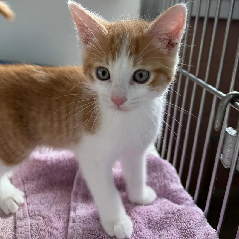 A baby small-sized male Orange / Red Domestic Short Hair cat named Picard for adoption in Oakland, CA