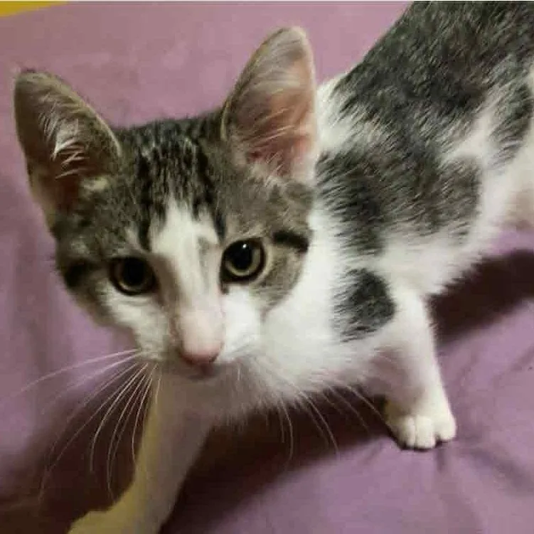 A baby medium-sized female Tabby (Brown / Chocolate) Domestic Short Hair cat named Spoon for adoption in Martinsville, IN