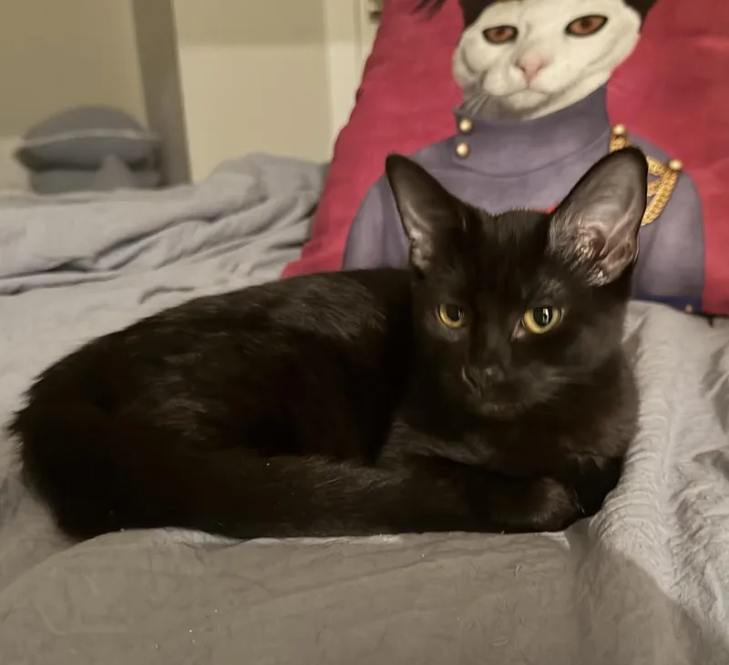 A baby medium-sized female Black Domestic Short Hair cat named Gabriella for adoption in Cincinnati, OH
