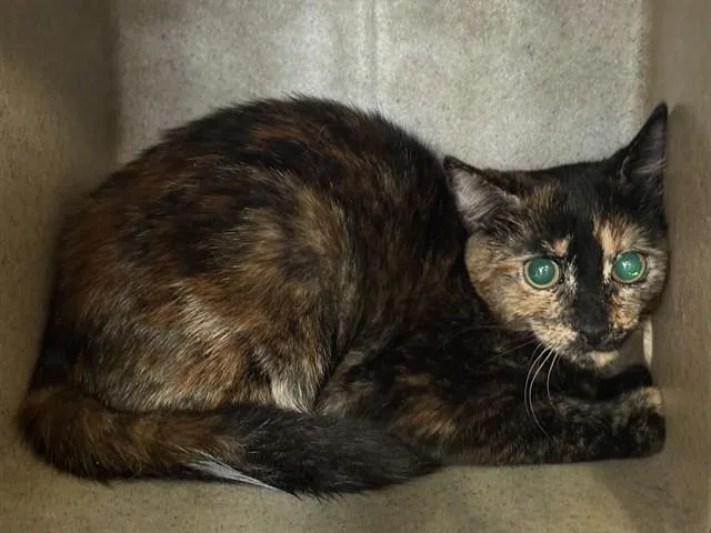 A young small-sized female Domestic Short Hair cat named Elvira for adoption in Lancaster, CA