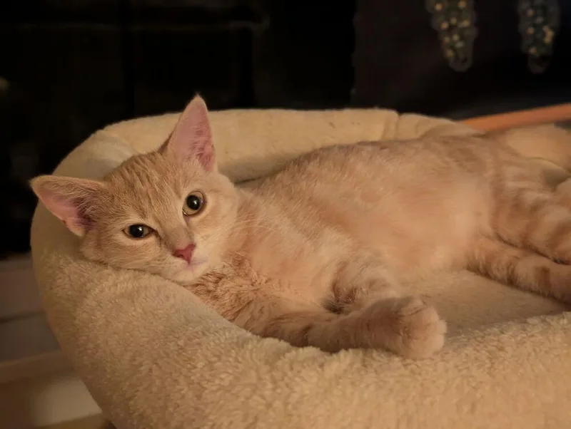 A baby small-sized female Domestic Short Hair cat named Ferdinand for adoption in Omaha, NE